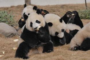 吃瓜熊猫人全部视频,趣味横生的短视频集锦